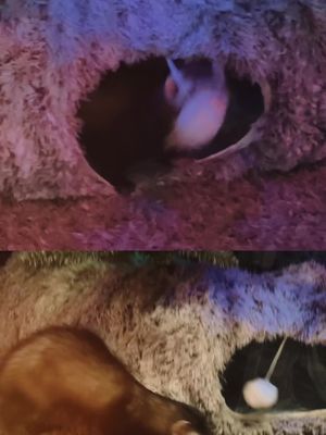 The way that I just cannot stop taking videos of these two little carpet sharks. Maple & Waffle show more of their personalities every single day. I love watching them come out of their shells. 🖤  #ferrets #carpetshark #ferret #ferretsoftiktok #furmom #gamermom #fyp #foryoupage #furbabies 