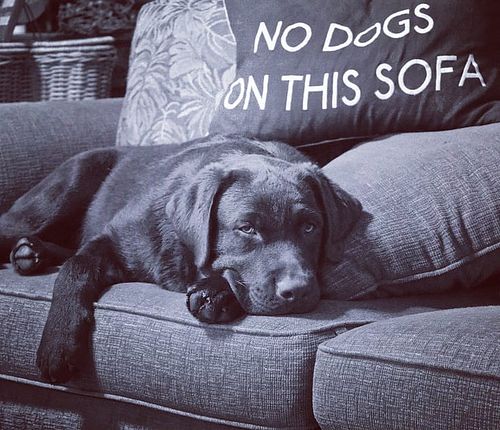 Dogs can not read! 😀
.
.
.
.
#dogoftheday #sleepingdog #dogonsofa #ilovemydog #retrieveroftheday #thedailydog #relaxwithmydog...