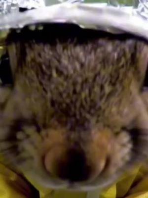 A treat from my personal page. Come join the fun... 🎶😝🎧📺  @Pooky's Groovy Mama  #video #funny #squirrel #nature #ai 