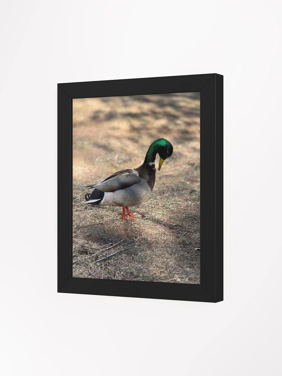 Duckie Contemplating product image (26)