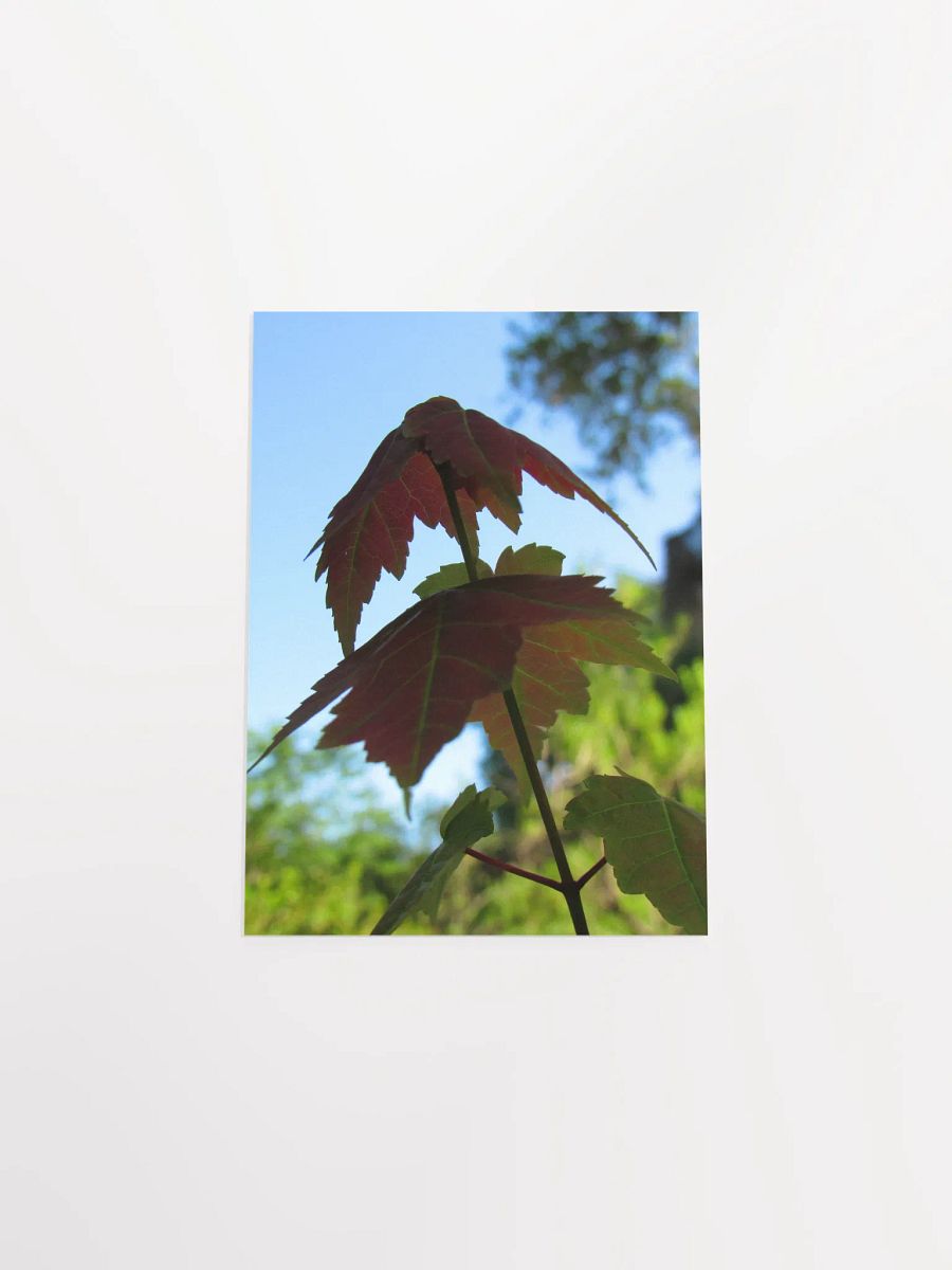 Maple Leaf product image (53)