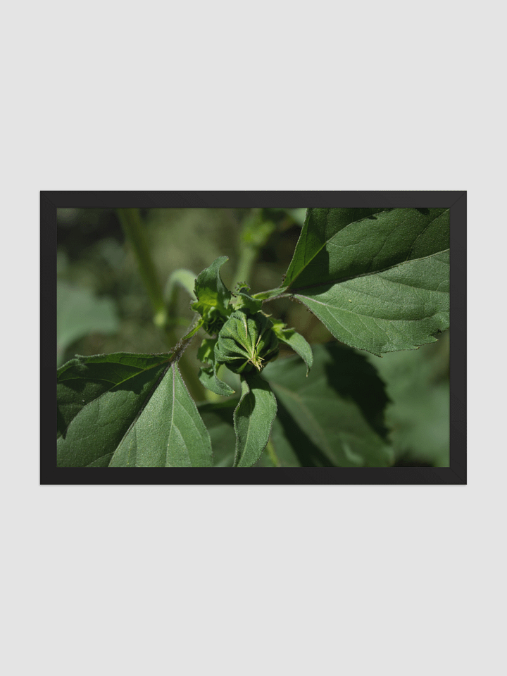 Sun flower bud Framed photography Poster product image (2)