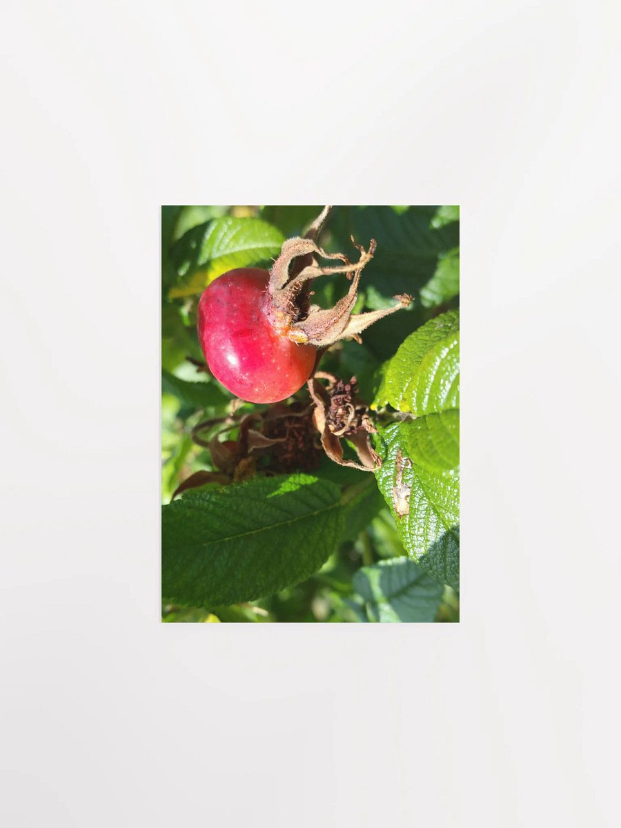 Rose Hip [Poster] product image (1)