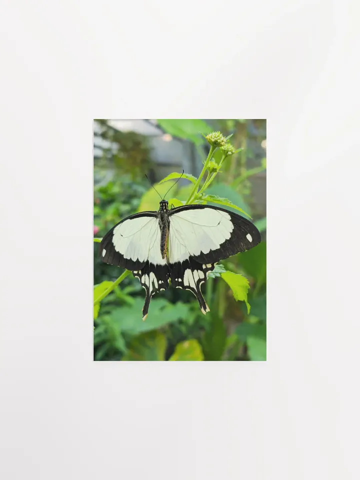 Mocker Swallowtail Tropical Butterfly Butterfly Poster 5x7" product image (1)