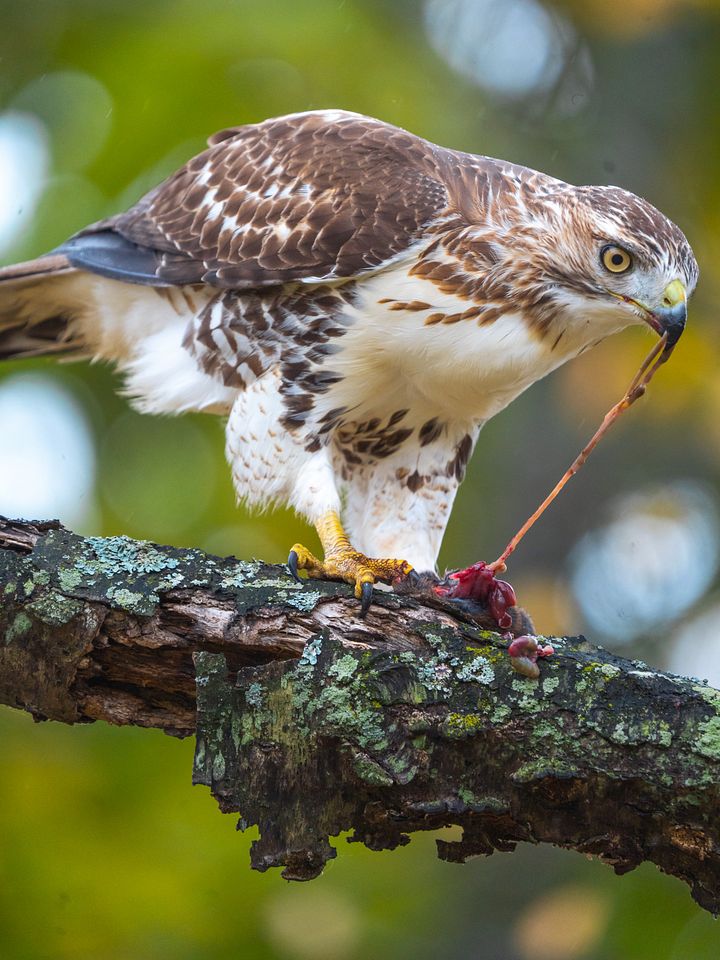 Hawk-tu-ahh product image (1)