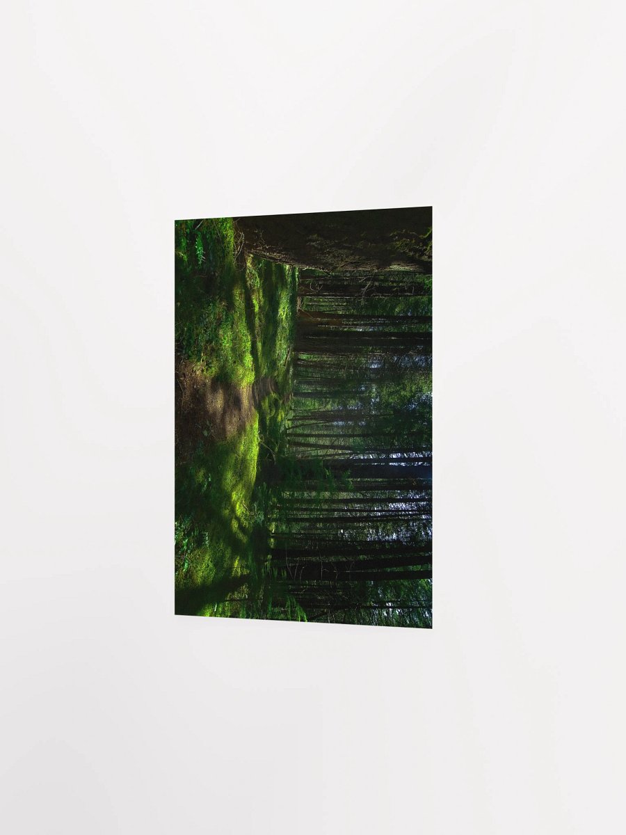 Lower Dungeness Trail Timber sun lighting Matte Poster product image (2)