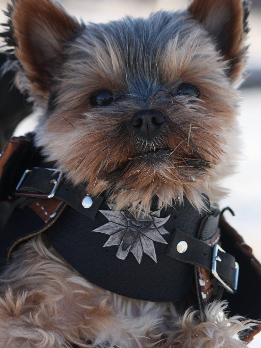 Witcher Armor for a Dog - PDF Pattern Download product image (2)