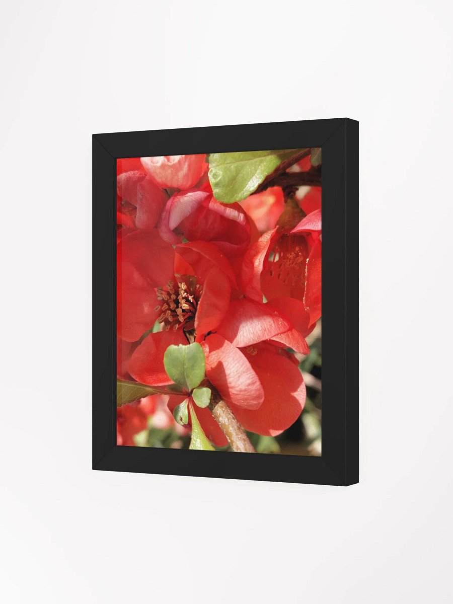 Framed Chaenomeles × Superba Print, Floral Art, Red Flower Print, 8x10 or 16x20