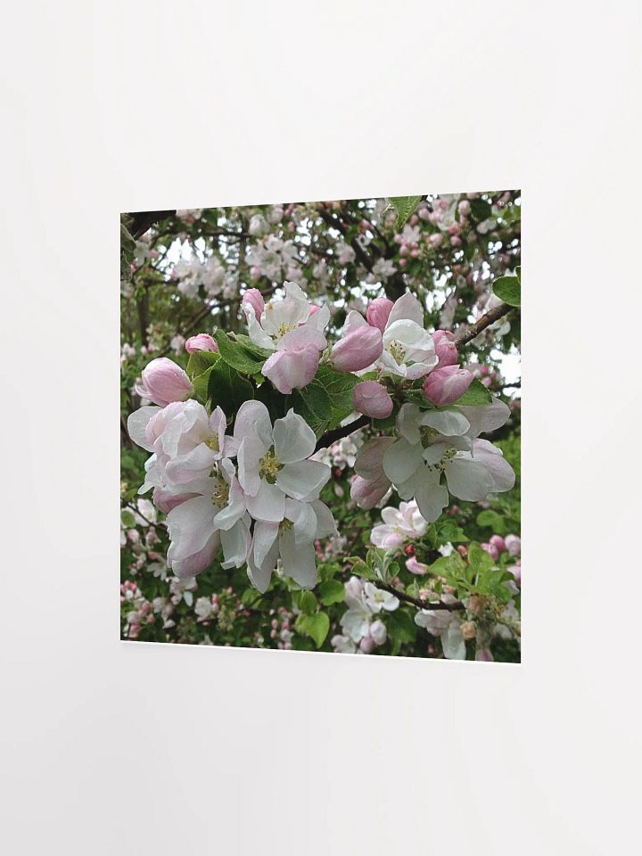 Apple Blossoms II product image (2)