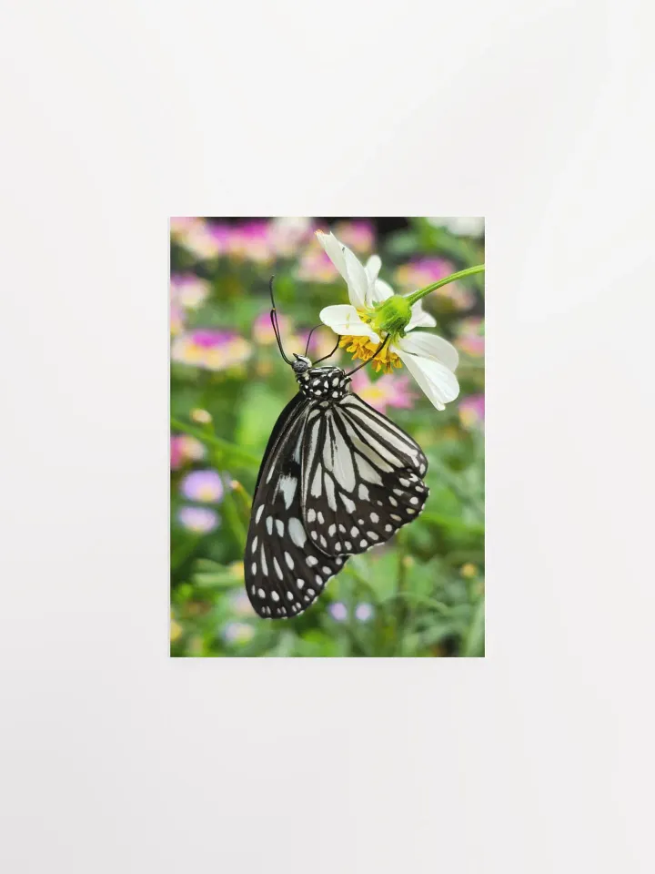 Tropical Paper Kite Butterfly Matte Poster #2 5x7" product image (1)