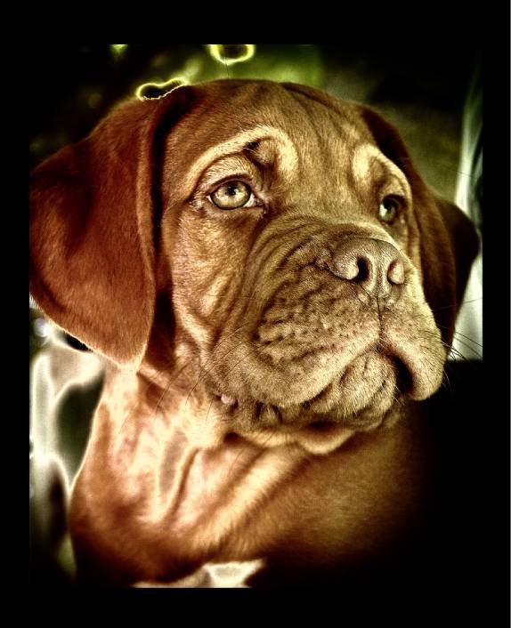 Dogue de Bordeaux Digital download product image (1)