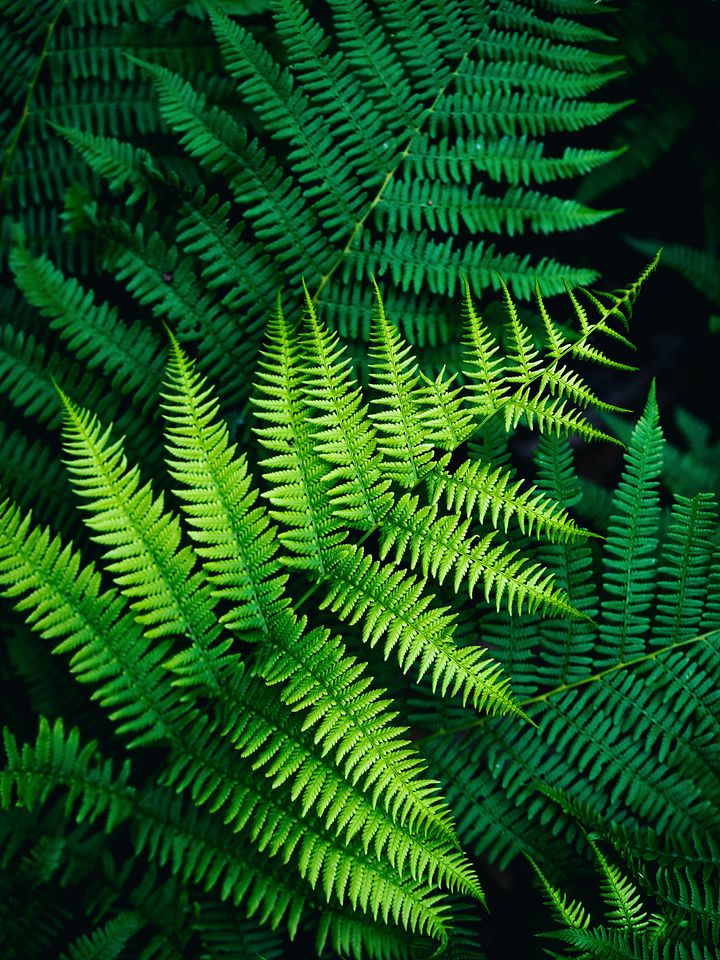 Fern-omenal product image (1)
