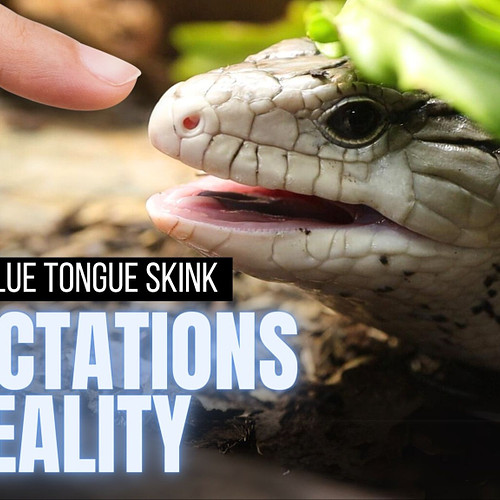 Expectations vs Reality of Owning A Blue Tongue Skink, now up on my channel (link in bio). 

Can you believe I've had Bruce f...
