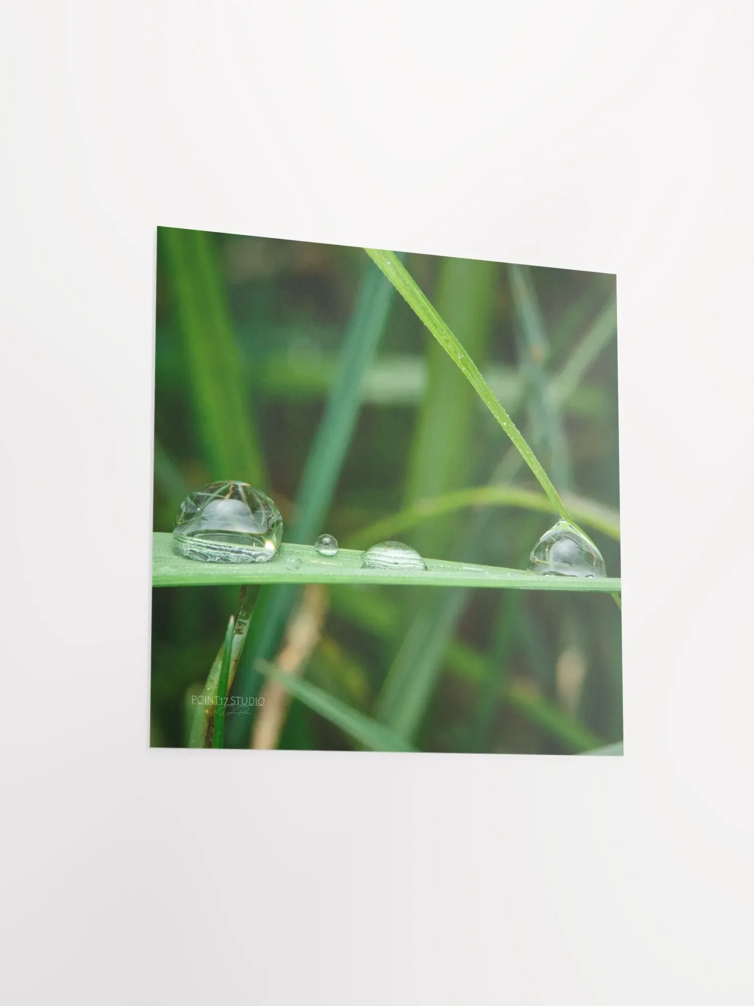 Dew Gems #12 - Framed Print product image (9)