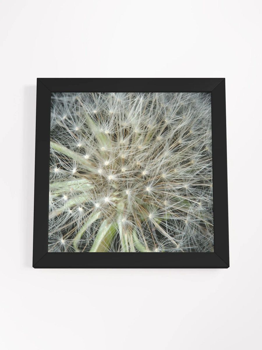 Dandelion #3 - Framed Print product image (4)