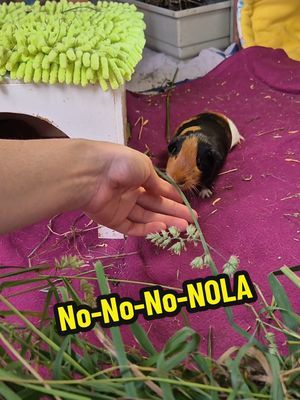 No-No-No-NOLA!! The most commonly heard call in our house these days 🙈 And these are just the times I had on video 😂 Shea such a character  #naughtybaby #toddlerlife #missnolabear #howtoraiseachild #guineapiglife