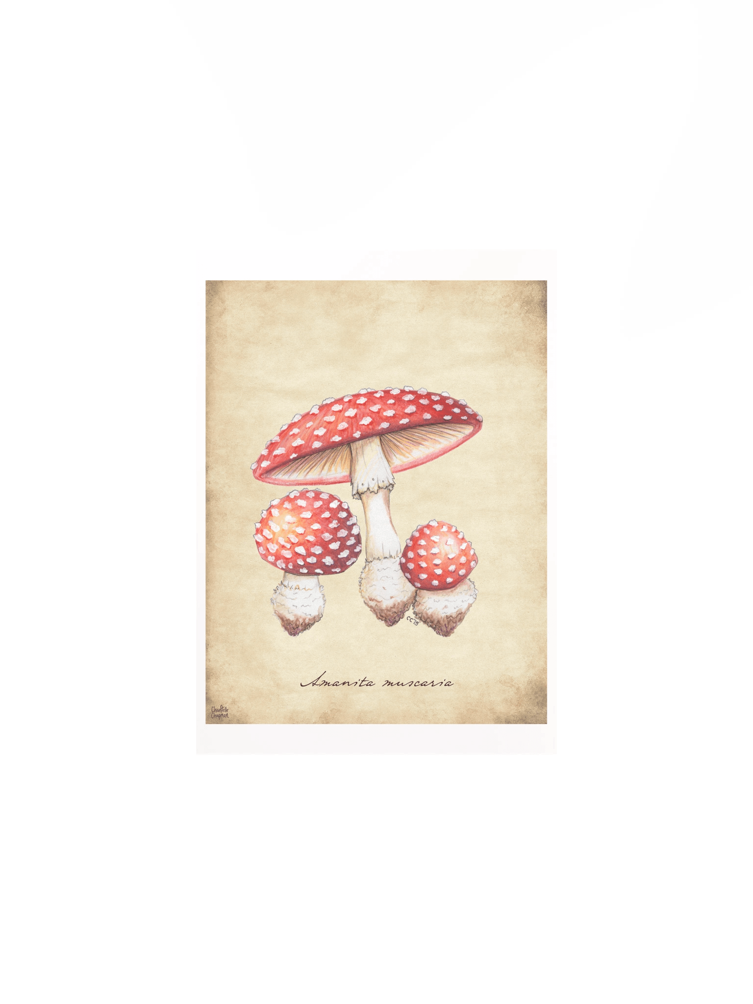 Amanita Muscaria - Art Print product image (2)