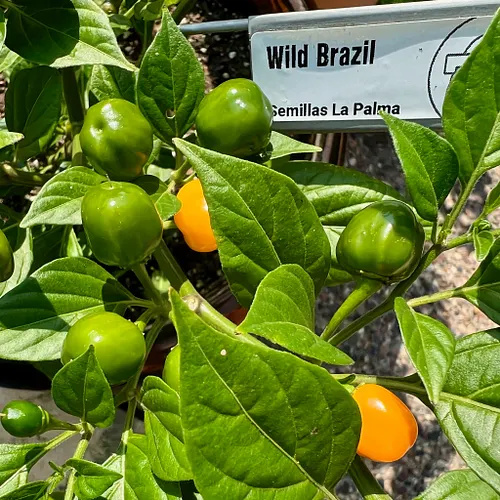 Wild Brazil is a new variety for me this year. Smallish 1/2 inch pods, chinense, pretty hot, nice flavor. Will grow again! #i...