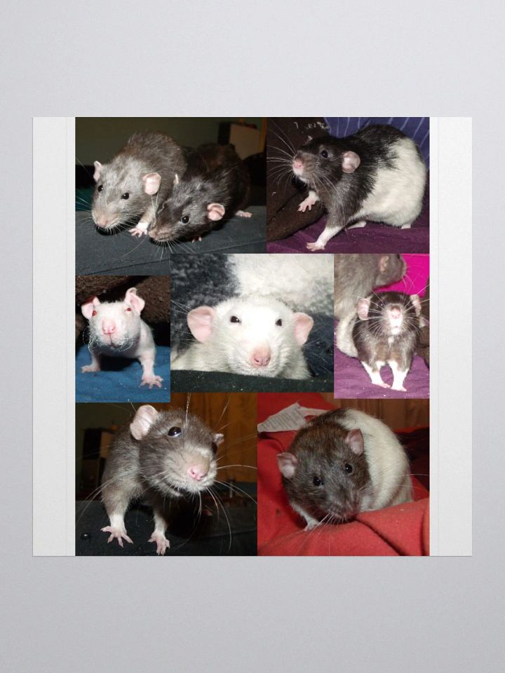 Rescued Dumbo Rats sticker product image (1)