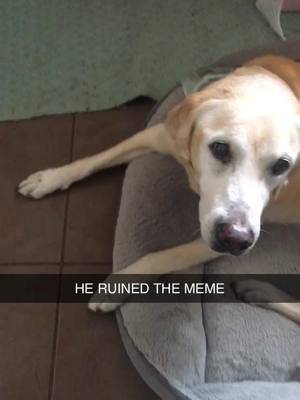 Miss this guy. He always ruined my memes… #lab #petsoftiktok #dogsoftiktok #yellowlab 