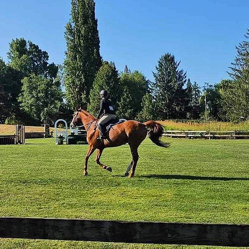 New adult rider? Terrified to show? I get it! Not only did show nerves hold me back for years, but so did almost crippling se...