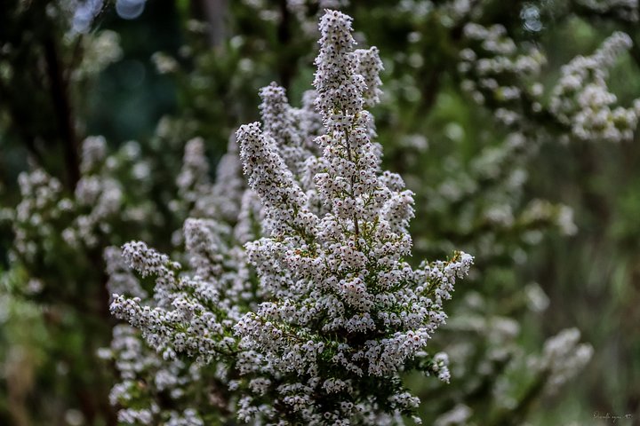 Fine Art - Spring Snow ❄🌿 product image (1)