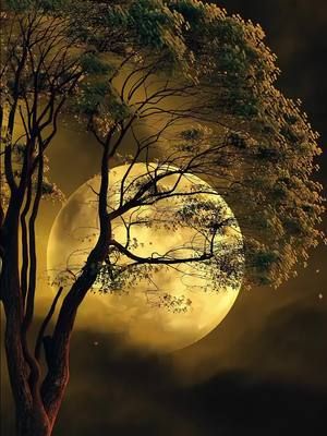 moon night #moon #moonknight #nature #foryoupage  #night #beautiful 