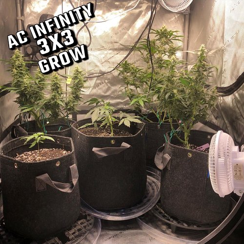 We’re really loving this 3x3 #acinfinity tent!!! we are growing 5 Phenos!!! (4 Auto Flowers & 1 photo) 

~~AUTO FLOWERS~~
-SO...