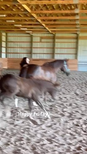 Happy Friday everyone! 

#horses #funnyhorses #horsefarms #horsesofinstagram