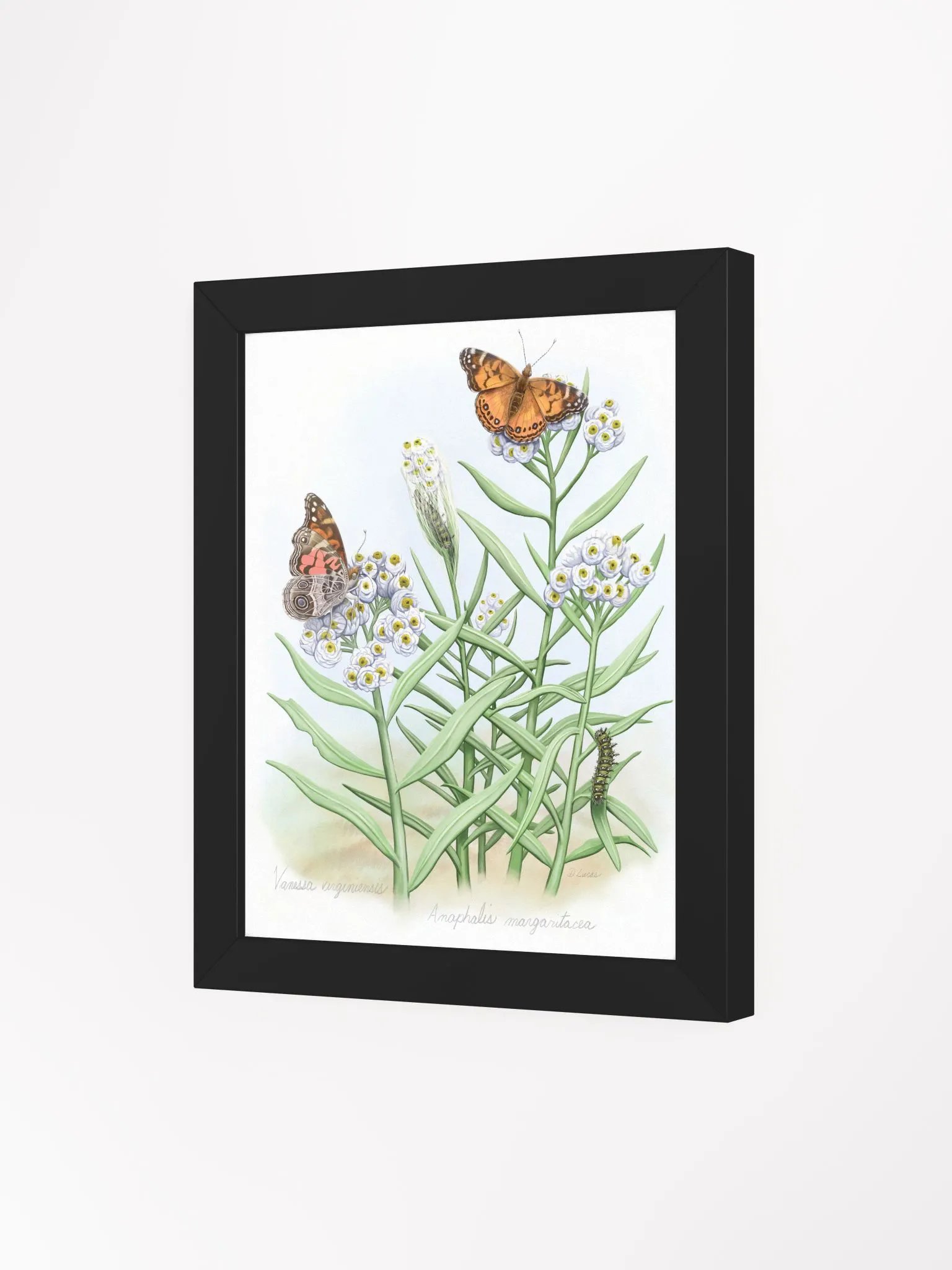 American Lady Butterflies product image (26)