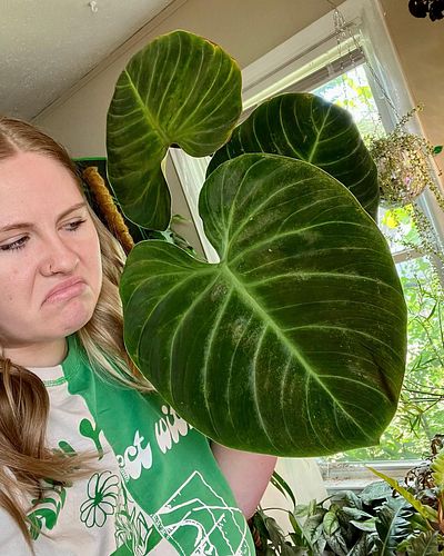 We’re finally talking PHILODENDRONS 🌱
We’ve grown to love some and hate some others 🥴 Listen on any podcast platform and take...