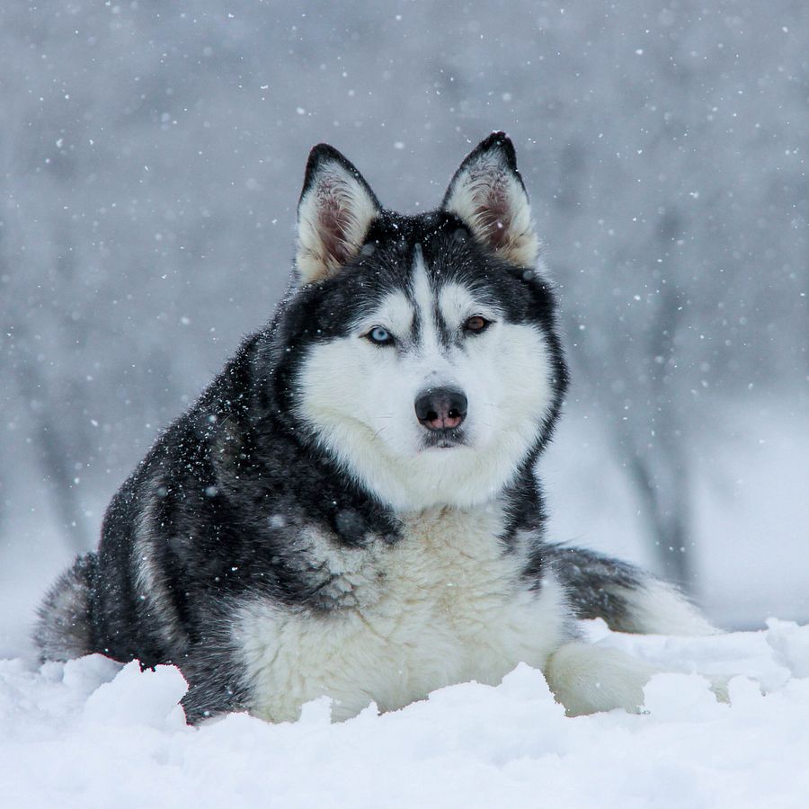Majestic Siberian Husky with two different colored eyes in the snow. product image (7)