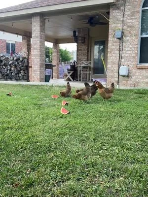 My chickens are so cautious about anything new…they love watermelon but this was a different variety and somehow they knew! #chickens #backyardchickens #sillychickens 