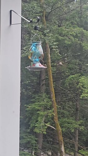 4 humming birds fighting over a feeder, I used distled water and small amount  sugar they going to be OK? #hummingbird #feede...