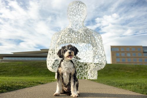 Oh, Lucca! I’m going to miss you, buddy. Our last session at the Papajohn Sculpture Park will always hold a special place in ...