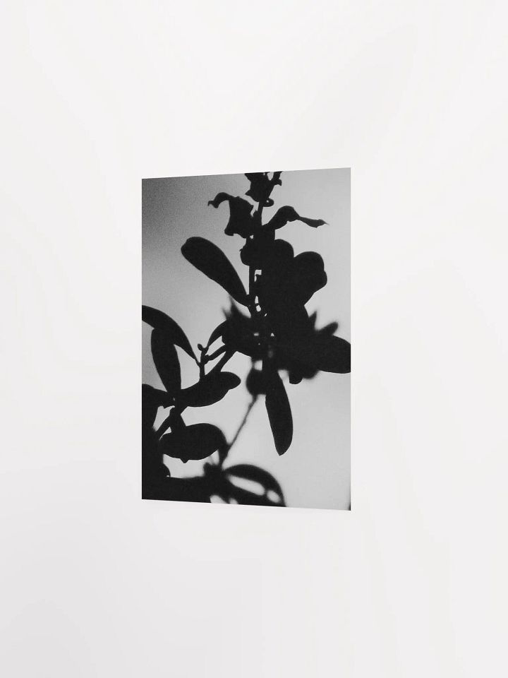 Black & White Plant Glow product image (24)