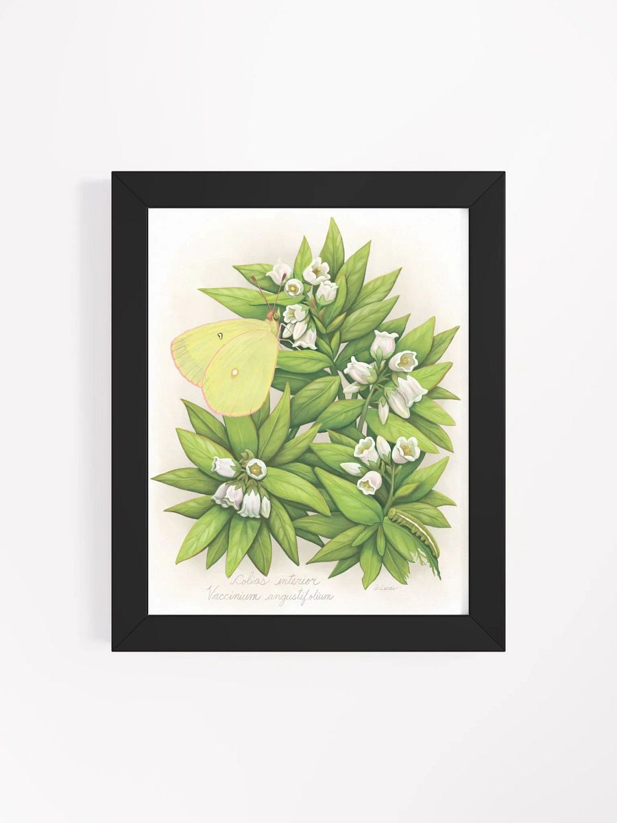 Pink Edged Sulphur Butterfly product image (44)