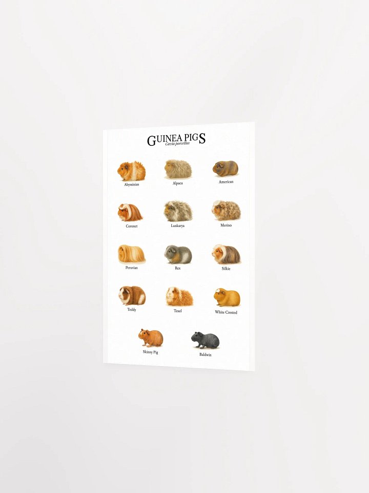 Watercolor Guinea Pig Educational Poster | 14 Adorable Cavies in Vibrant Art product image (6)