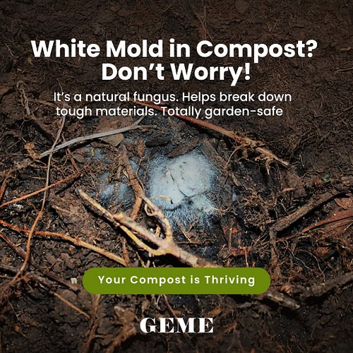 😱 White mold in your compost? Don’t panic — it’s not a problem, it’s actually a good sign!

That fuzzy white stuff you’re see...