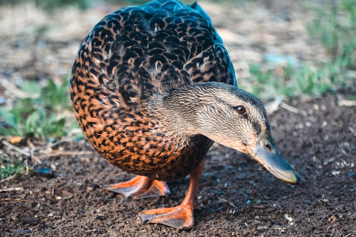 Darla the Duck product image (2)