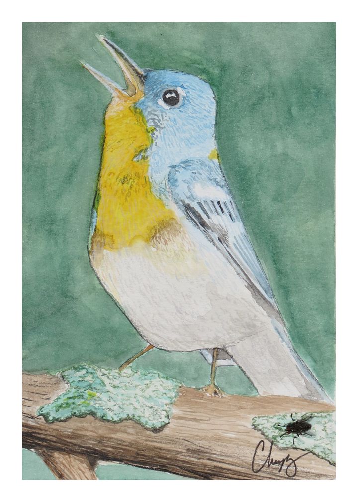 Northern Parola Warbler - Original Watercolor Painting product image (2)