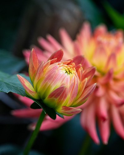 Love this beautiful Chrysantemum flower. 

Instagram -> #anettbulano⁠
🍀 Abstract art photography -> @a.bulano.abstracts⁠
🌷 We...