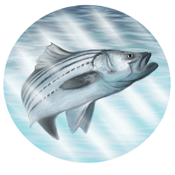 Sea Bass Sticker product image (1)