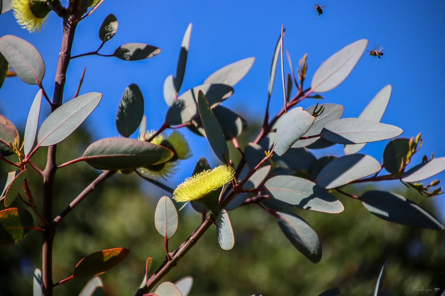 pollinisation sur les fleurs d'eucalyptus australien