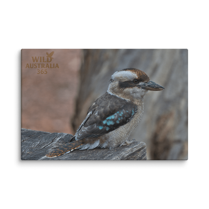 Kookaburra on bench. product image (1)