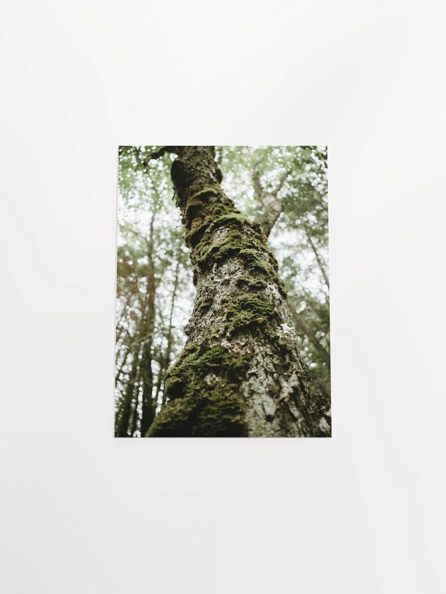 “The Old Ones” – Mossy Forest Tree Art Print product image (37)