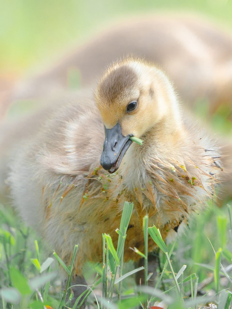 Baby Ducky product image (1)