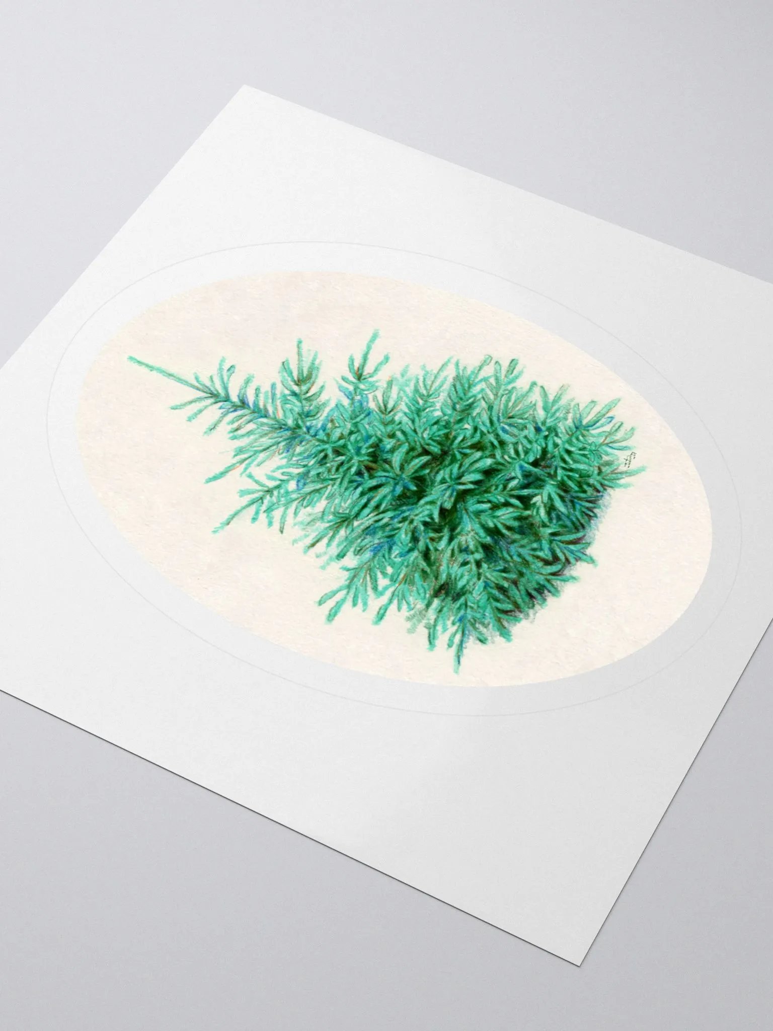 Blue spruce (Picea pungens) illustration sticker product image (1)