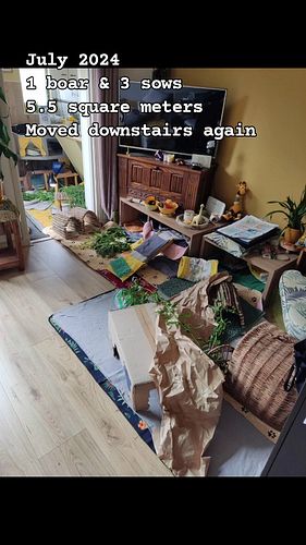 Our piggy area is always changing, and it's fun to see how far we've come! 2 guinea pigs started on less than 1 square meter ...