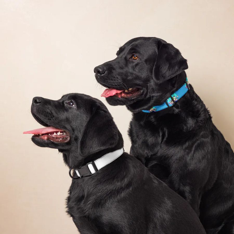 AMP-TWK Collar product image (8)
